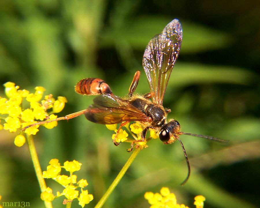 Sphecid Wasp - Isodontia elegans