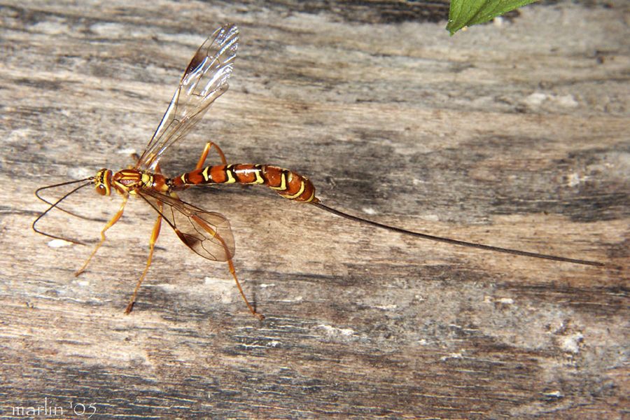 Megarhyssa female wasp