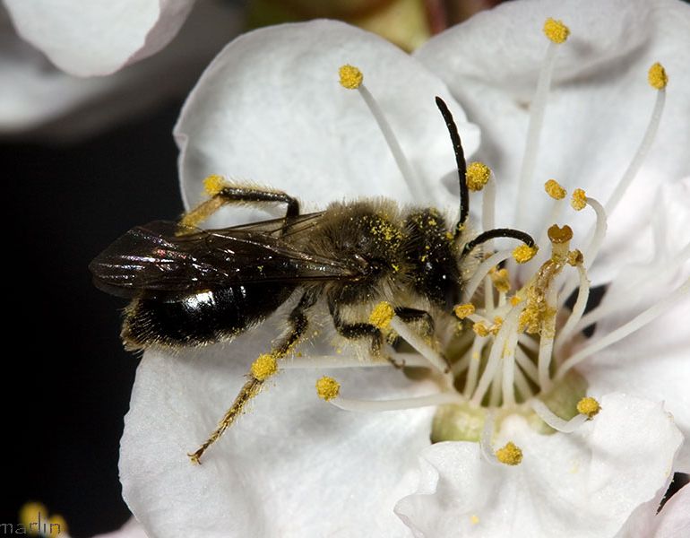 Andrenid Bee - Subgenus Melandrena