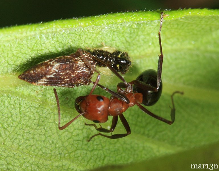 Allegheny mound ants and hopper farm