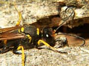 Mud Dauber Wasp