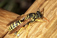 Paper Wasp