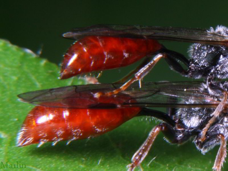 Aphid Wasps petiole and abdomen detail