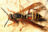 paper wasp