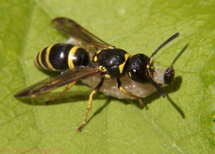 color photo Potter Wasp with caterpillar prey