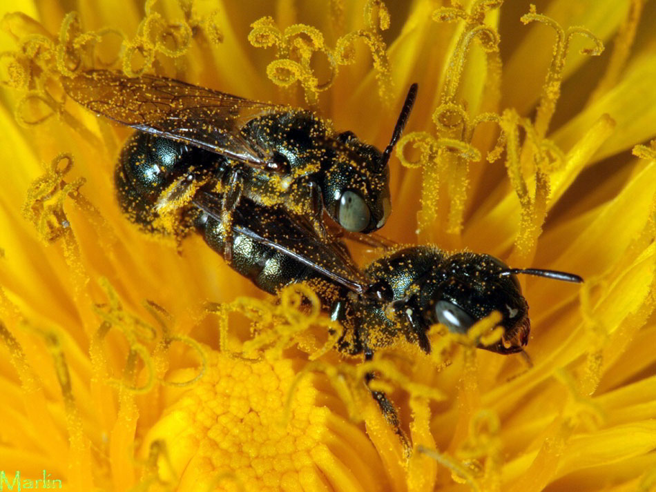 Small Carpenter Bees Mating
