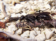 Spider Wasp