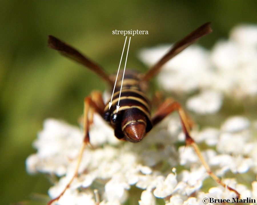 Strepsiptera