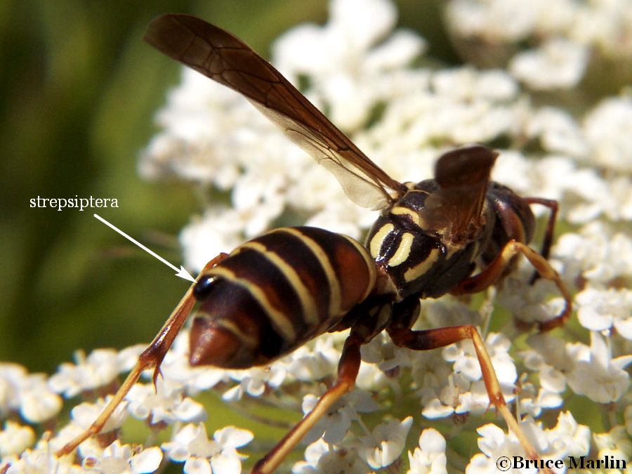 Strepsiptera infected Polistes 
