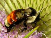 Tricolored Bumble Bee - Bombus ternarius