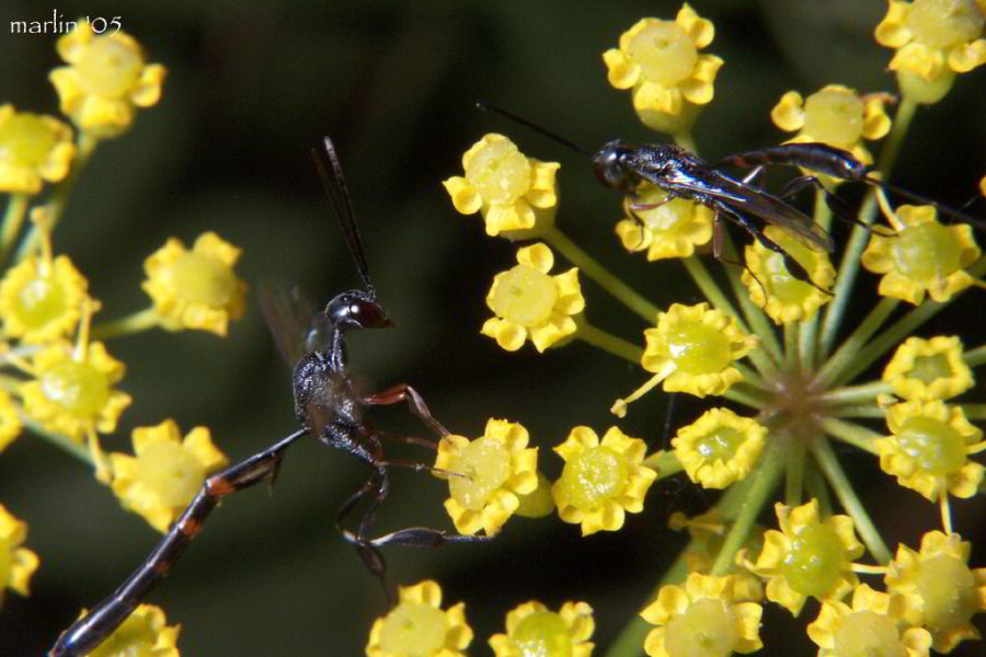 Male and female Gasteruptid Wasps