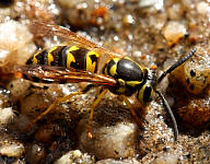 Western Yellowjacket - Vespula pensylvanica