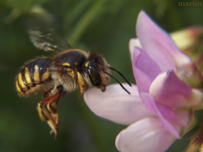 Wool Carder Bee - Anthidium manicatum