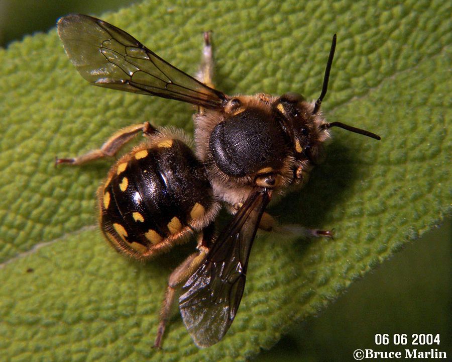 Wool Carder Bee - Anthidium manicatum - North American Insects & Spiders