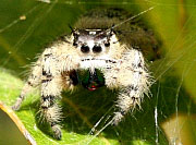 Phidippus otiosus