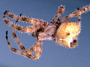 Cat-faced Spider