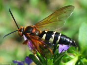 Cicada Killer Wasp