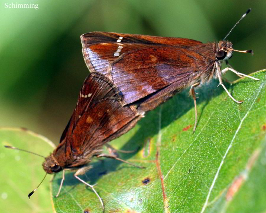 Clouded Skipper Butterfly - Lerema accius