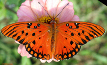 Gulf Fritillary Butterfly