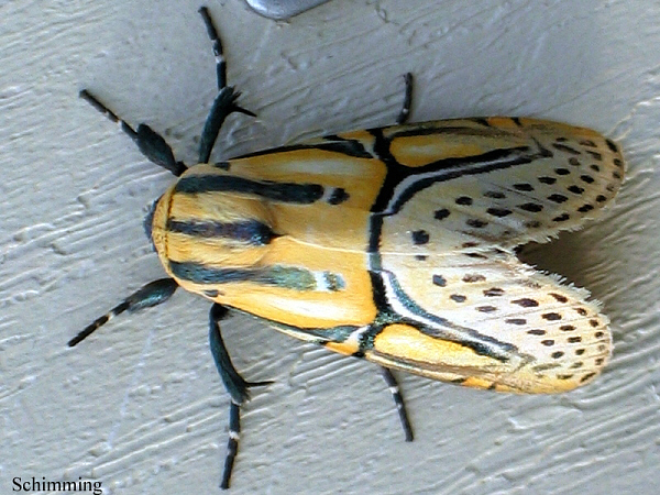 Hieroglyphic Moth - Dipthera festiva