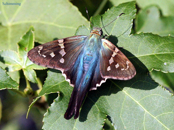 Long-tailed Skipper Butterfly