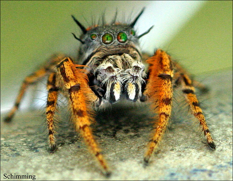Moustache Jumping spider