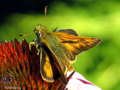 Woodland Skipper Butterfly