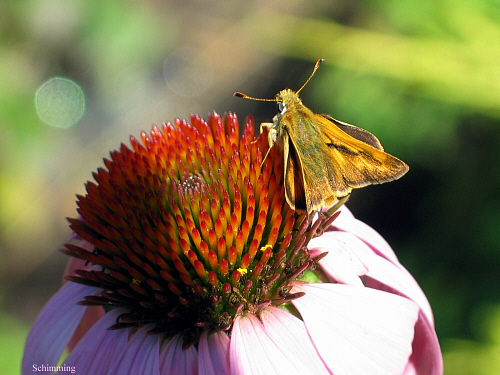 Woodland Skipper Butterfly