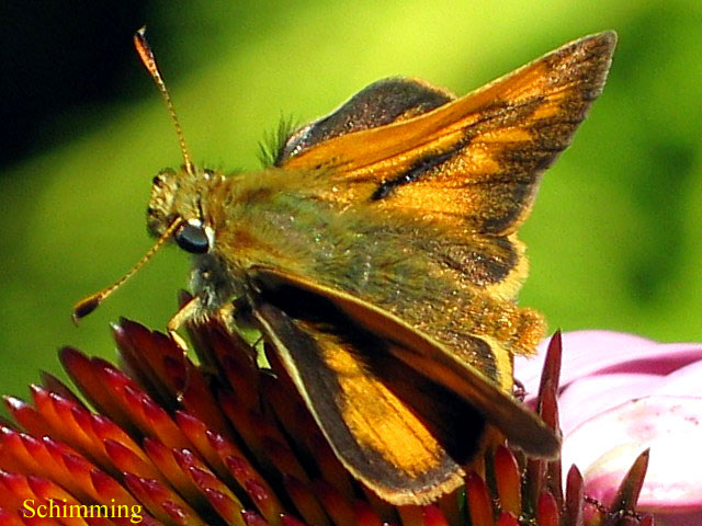 Woodland Skipper Butterfly