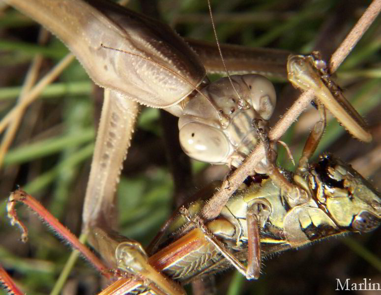 Praying Mantis Attacks Grasshopper