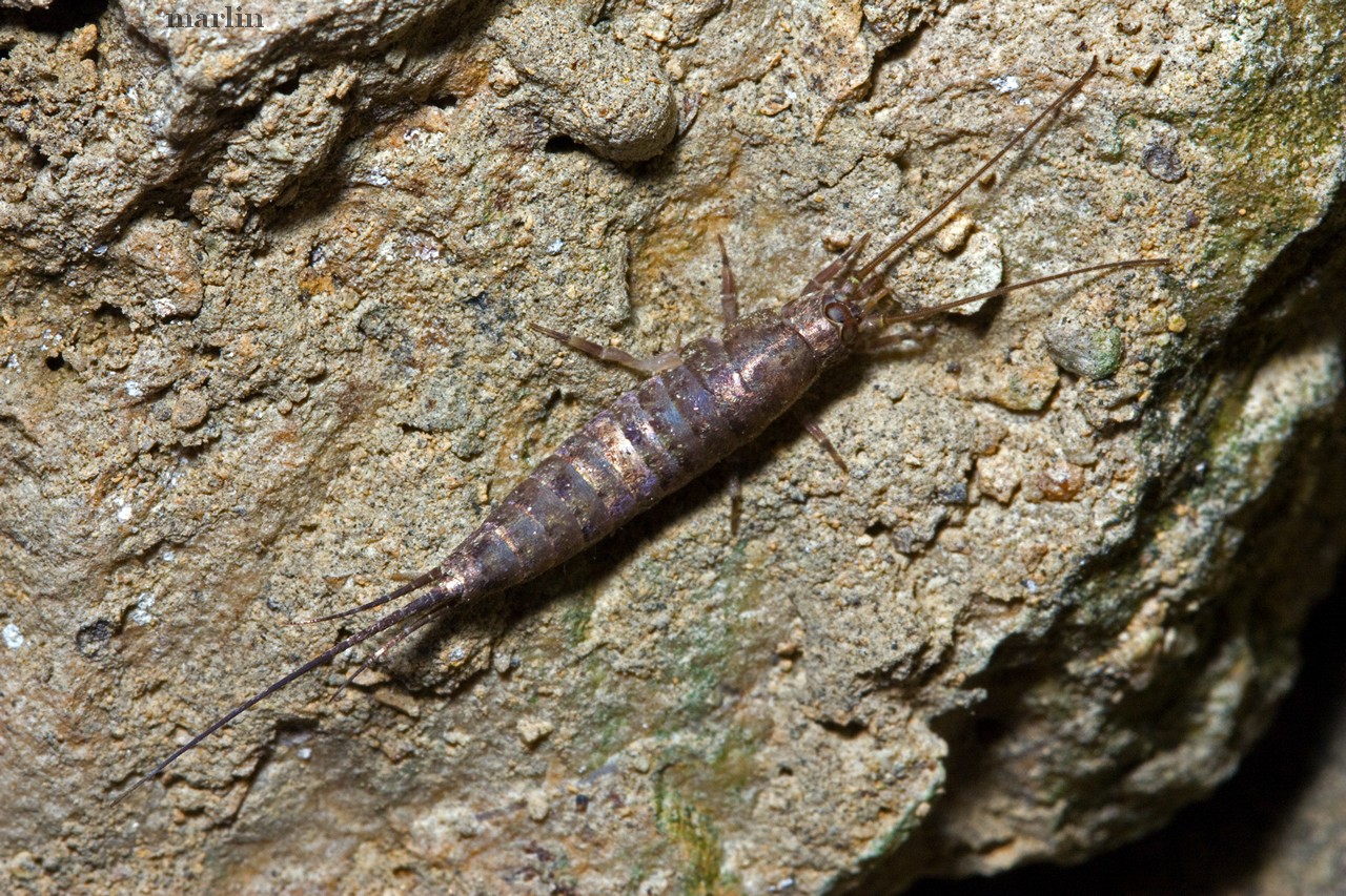 Rock Bristletail Family Meinertellidae North American Insects & Spiders