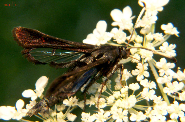 Virginia Creeper Clearwing Moth