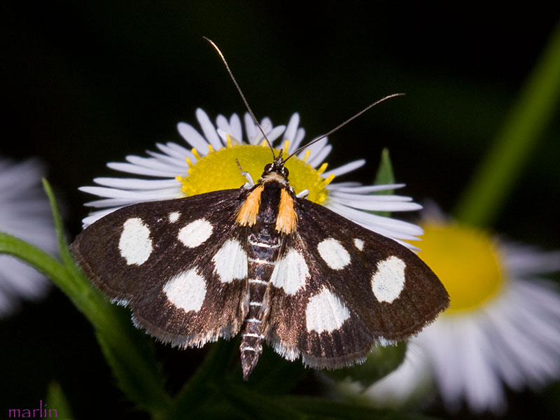 White-spotted Sable Moth - Anania funebris