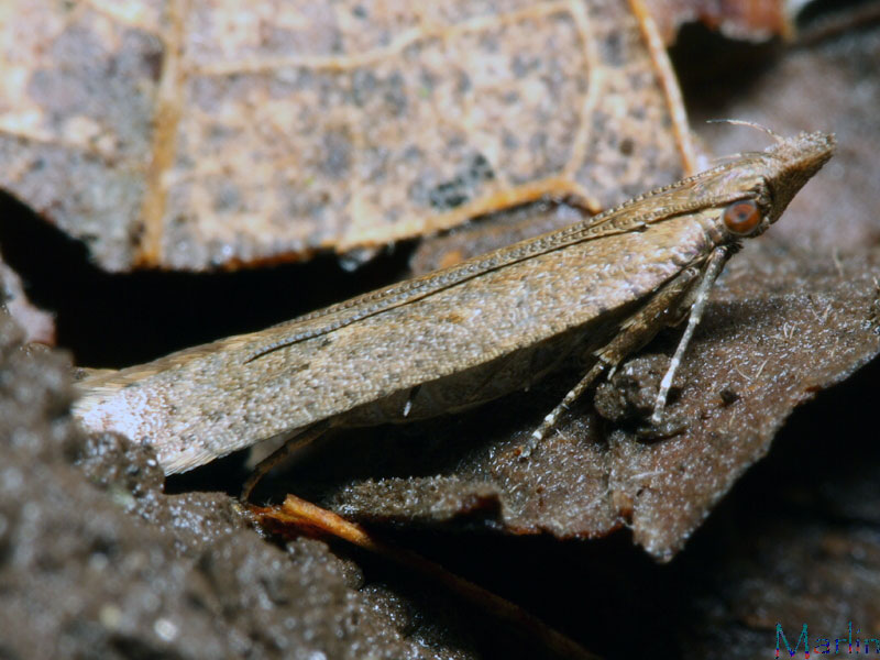 Twirler Moth - Arla tenuicornis