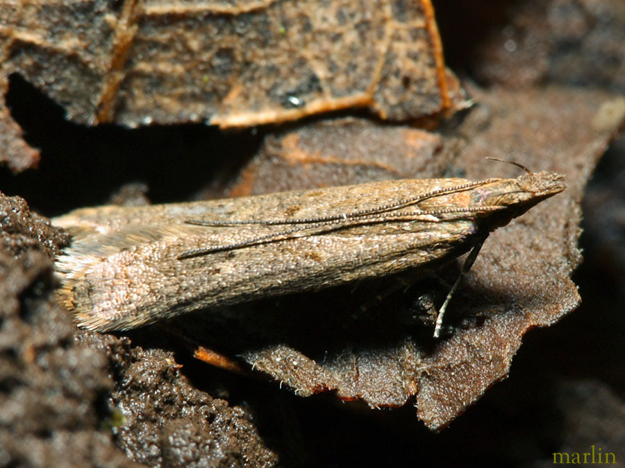 Twirler Moth - Arla tenuicornis