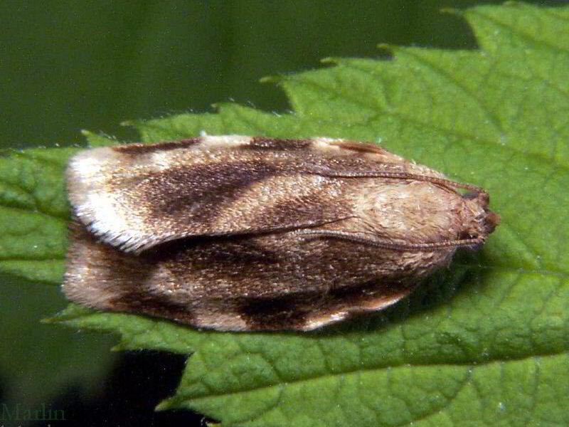 Oblique-banded Leafroller Moth