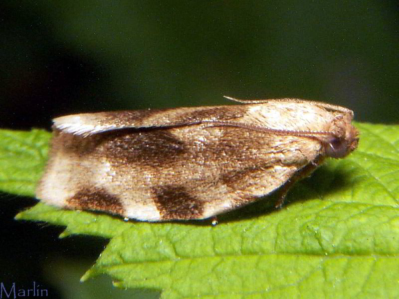 Oblique-banded Leafroller Moth