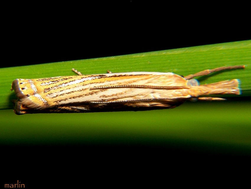 Snout Moth - Crambus agitatellus