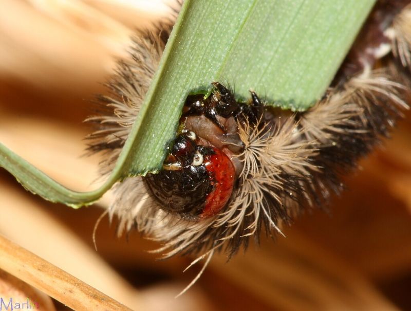 Caterpillar head & mouthparts detail