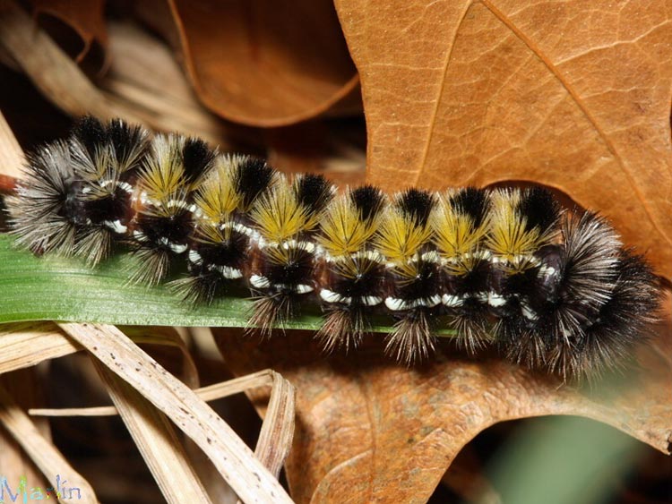 Virginia Ctenuchid Caterpillar