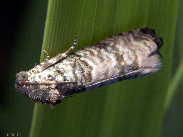 Tortricid Moth lateral