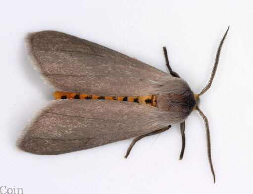 Adult Milkweed Tussock Moth