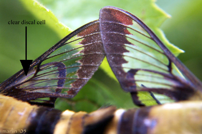 Snowberry Clearwing Moth wings