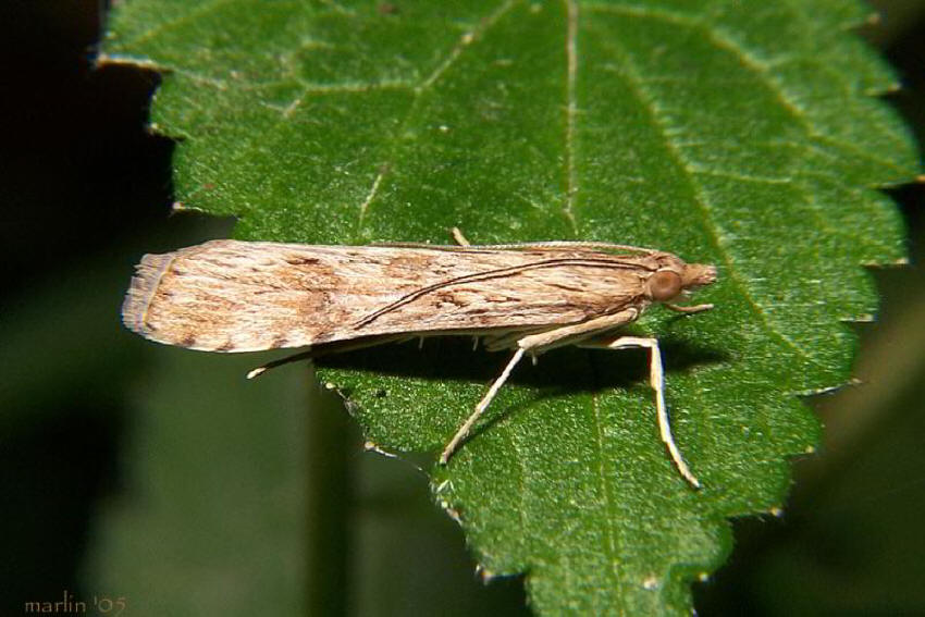 Lucerne Moth