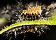 Milkweed Tussock Moth Caterpillar - Euchaetes egle