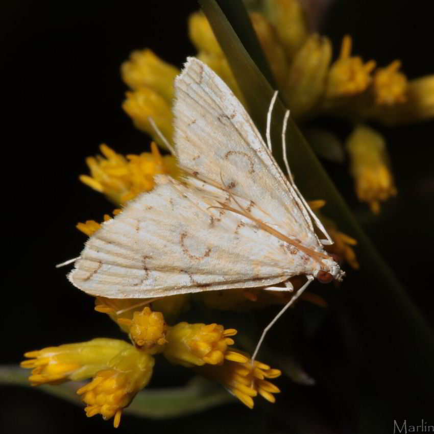 color photo Pondside Pyralid Moth Elophila icciusalis
