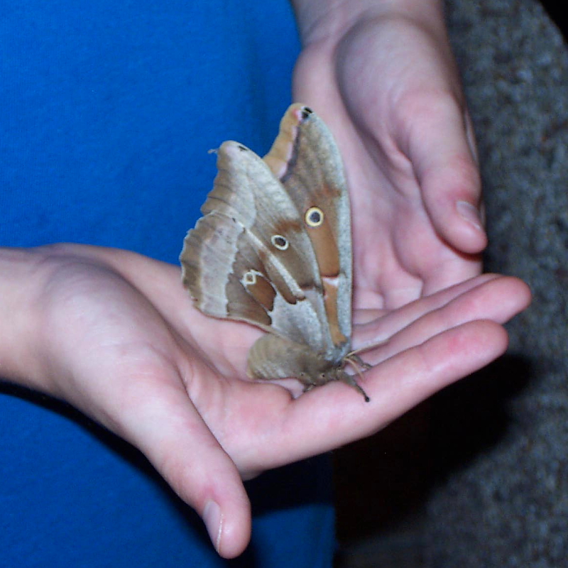 Polyphemus Moth Adult
