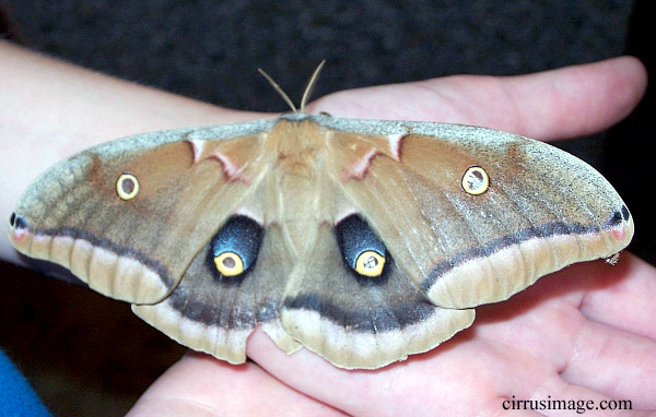 Polyphemus Moth Adult