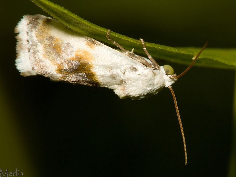 Owlet Moth - Ponometia candefacta