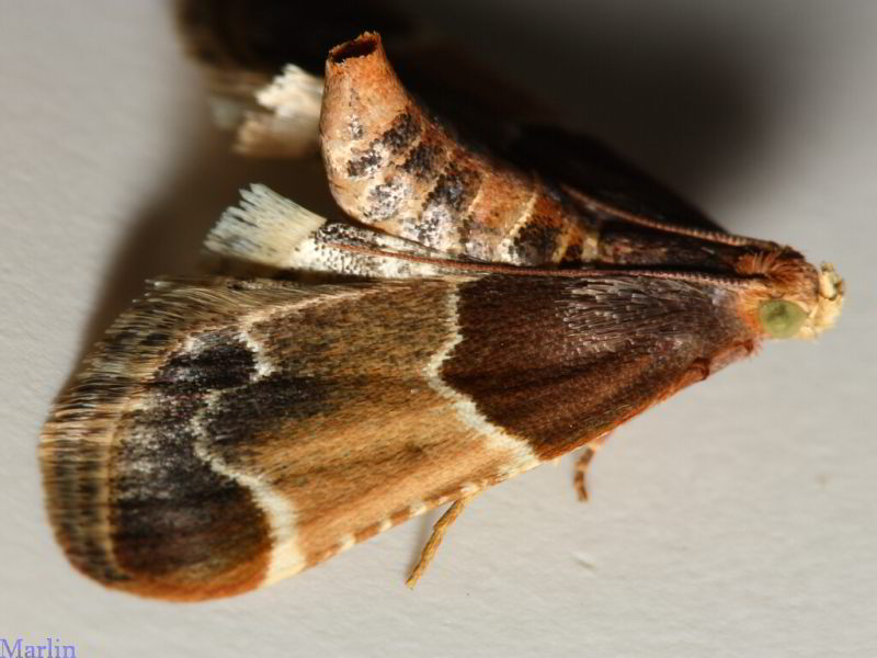  Meal Moth 